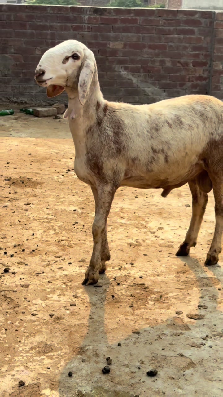 @Shiraz livestock