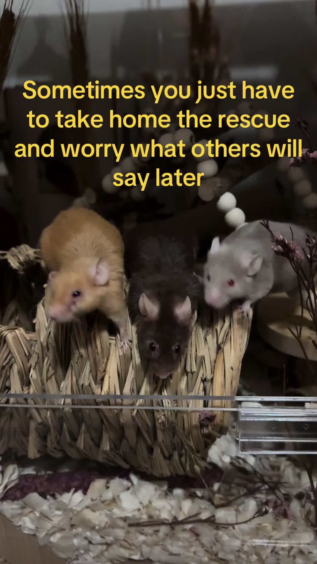 @thatweirdanimalgirl