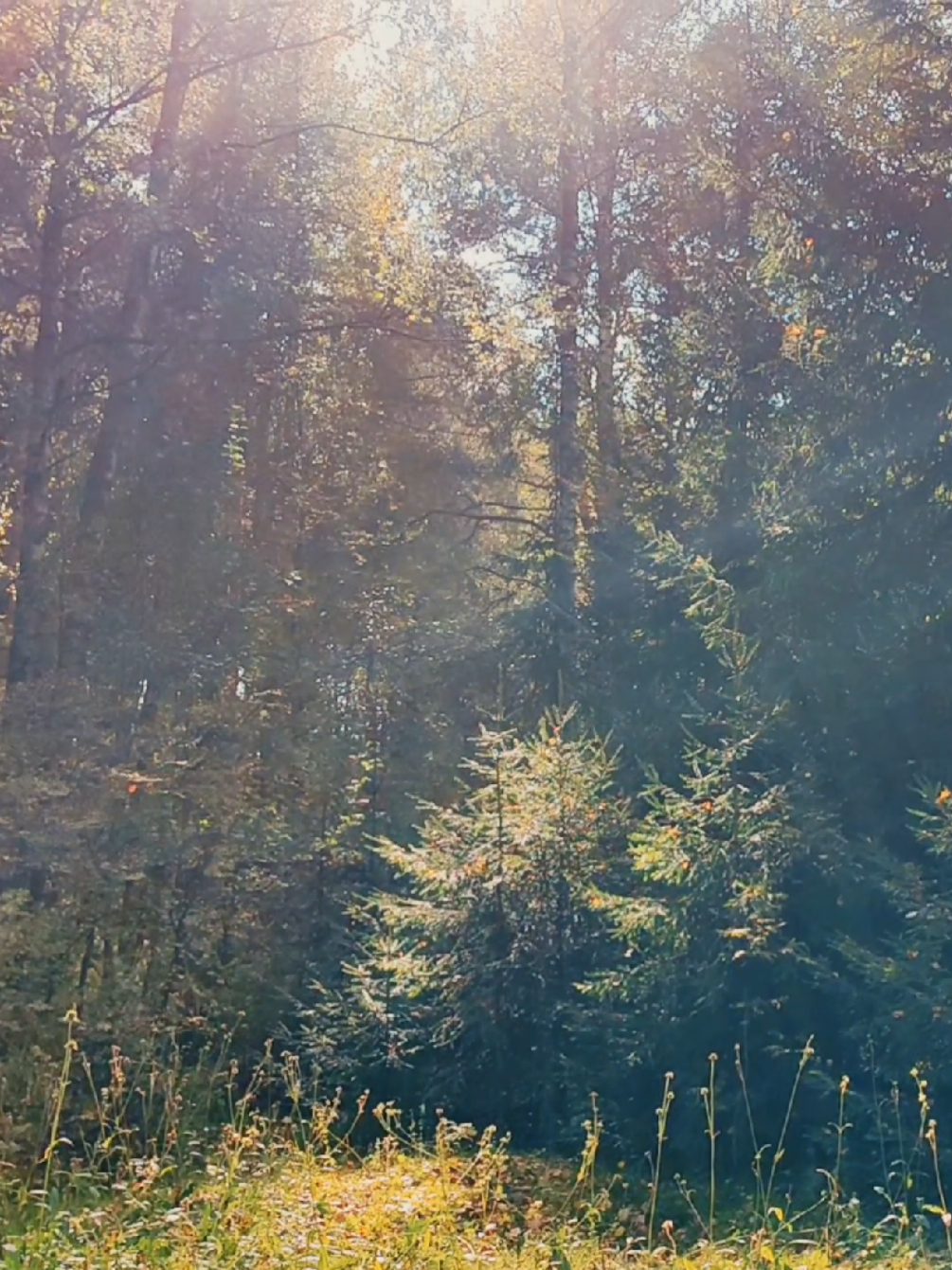 @khvoyny🌲