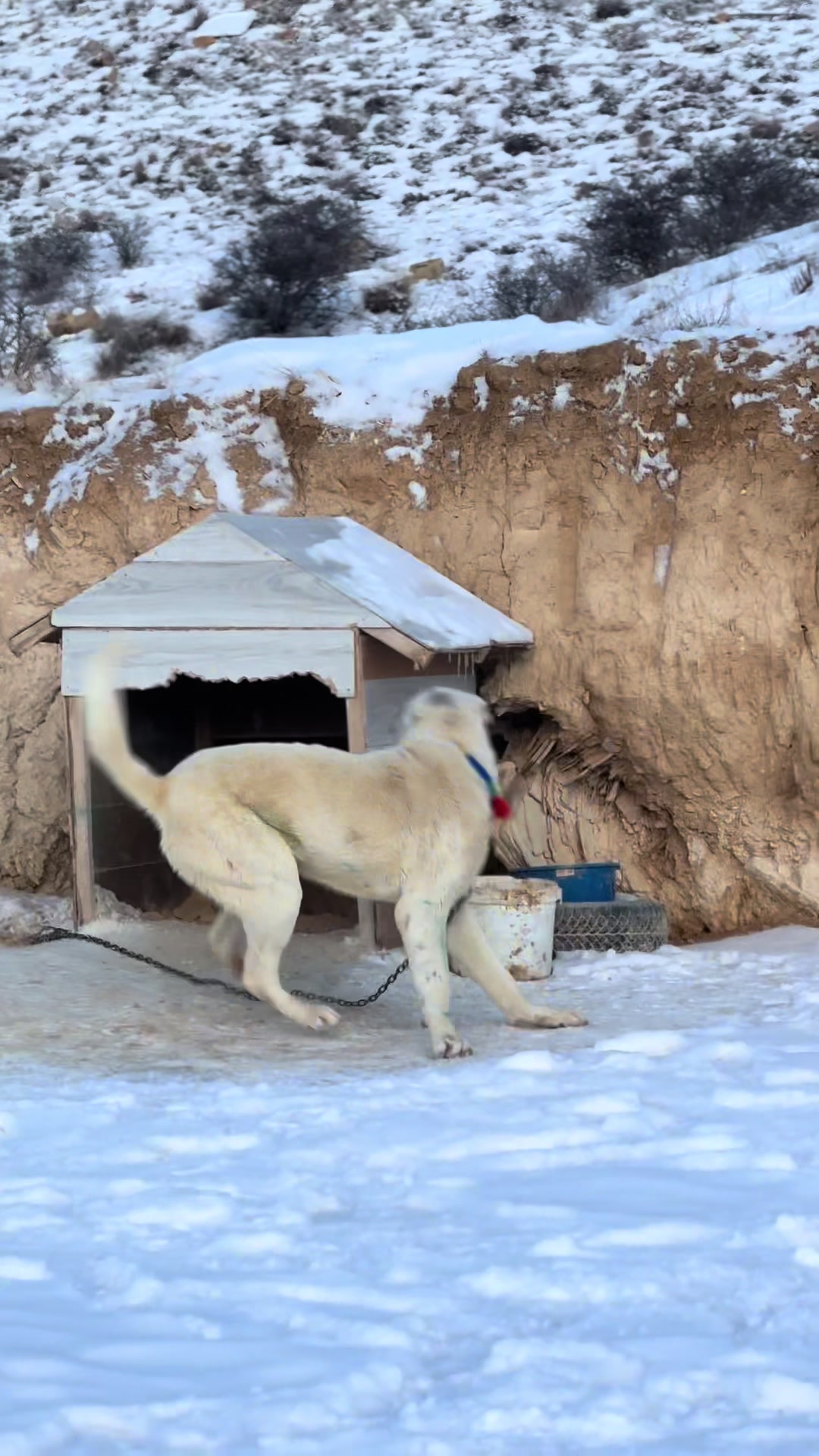 @Gürün.kennels58