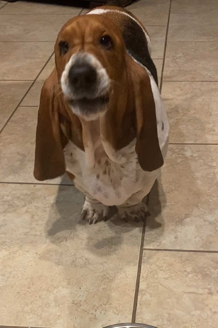@baudelairethebasset