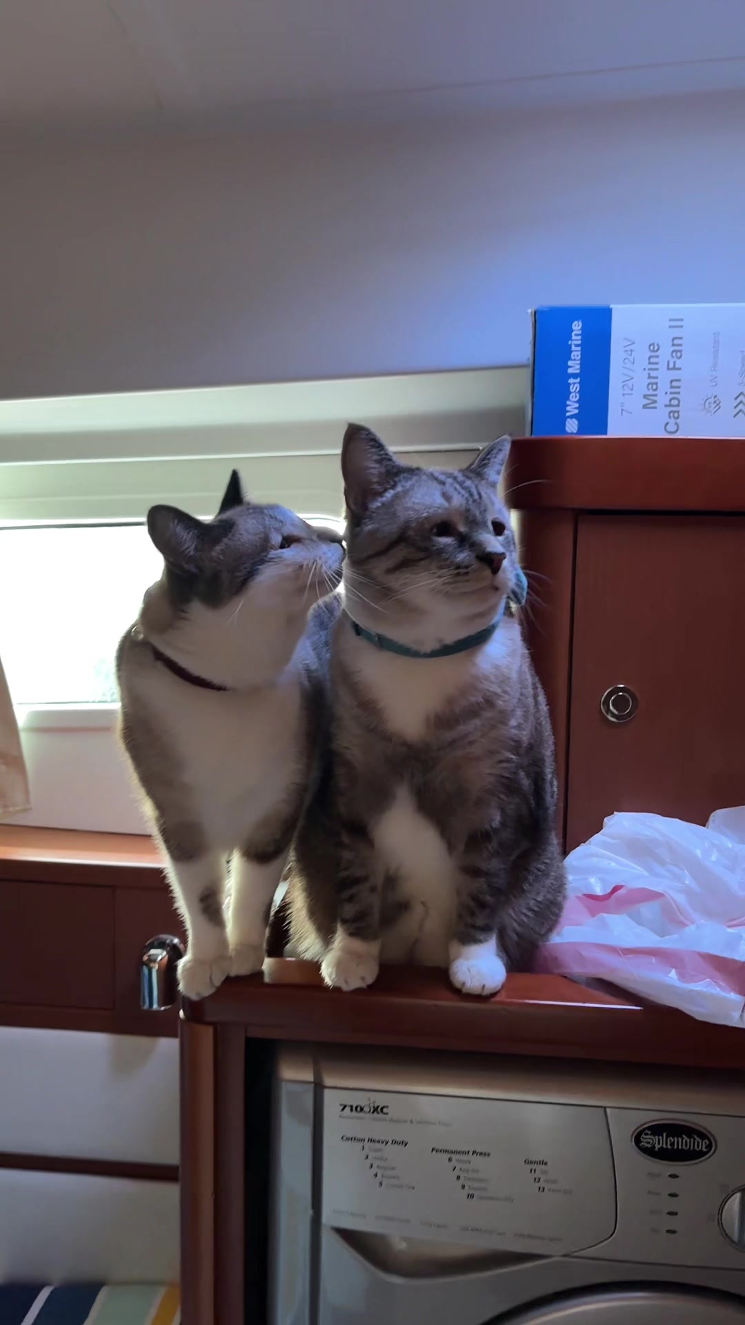 @bellkittiesmom
