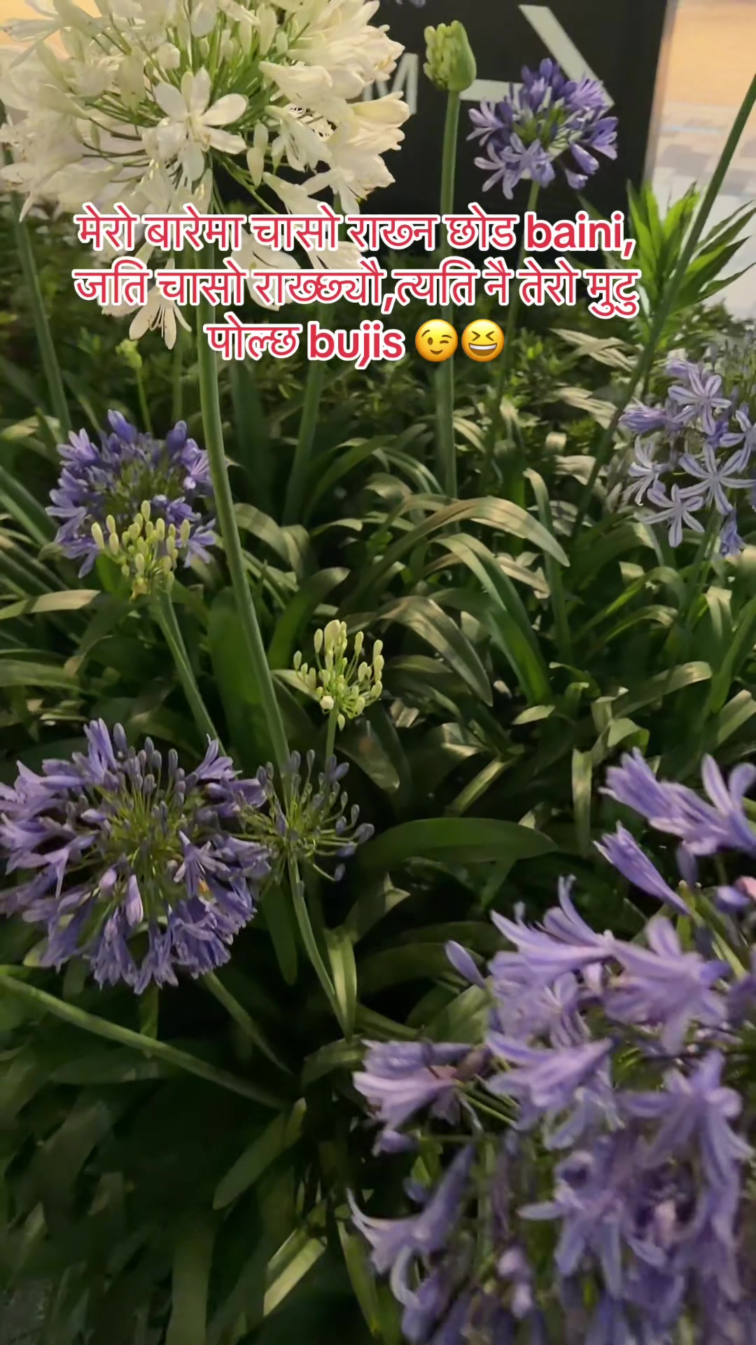 @🕊️
