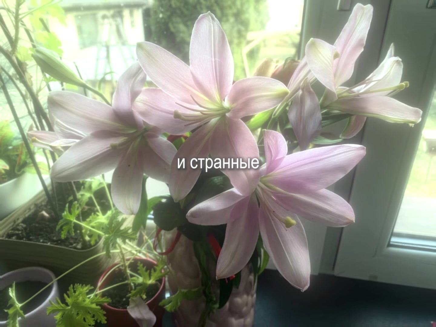 @звуки для липсингов