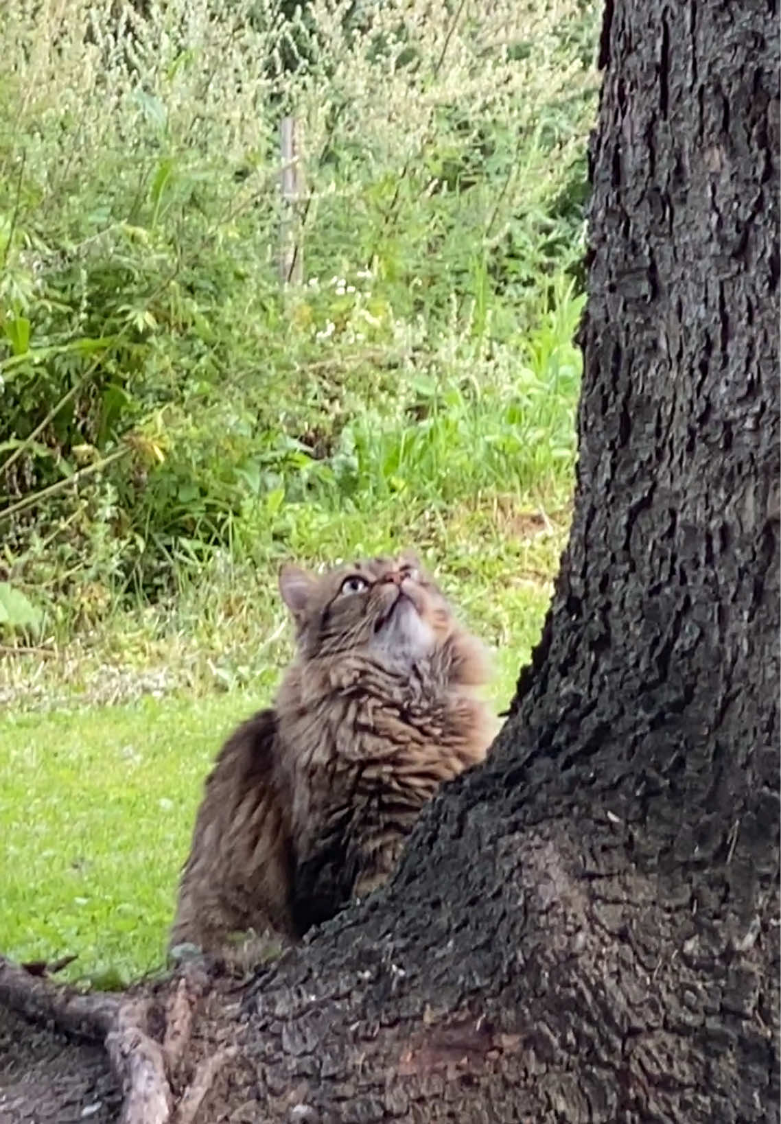 @🇨🇦 Alison Logee 🥰🐿