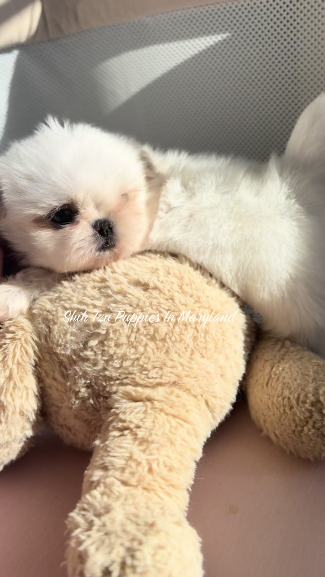 @Shih Tzu Puppies in Maryland