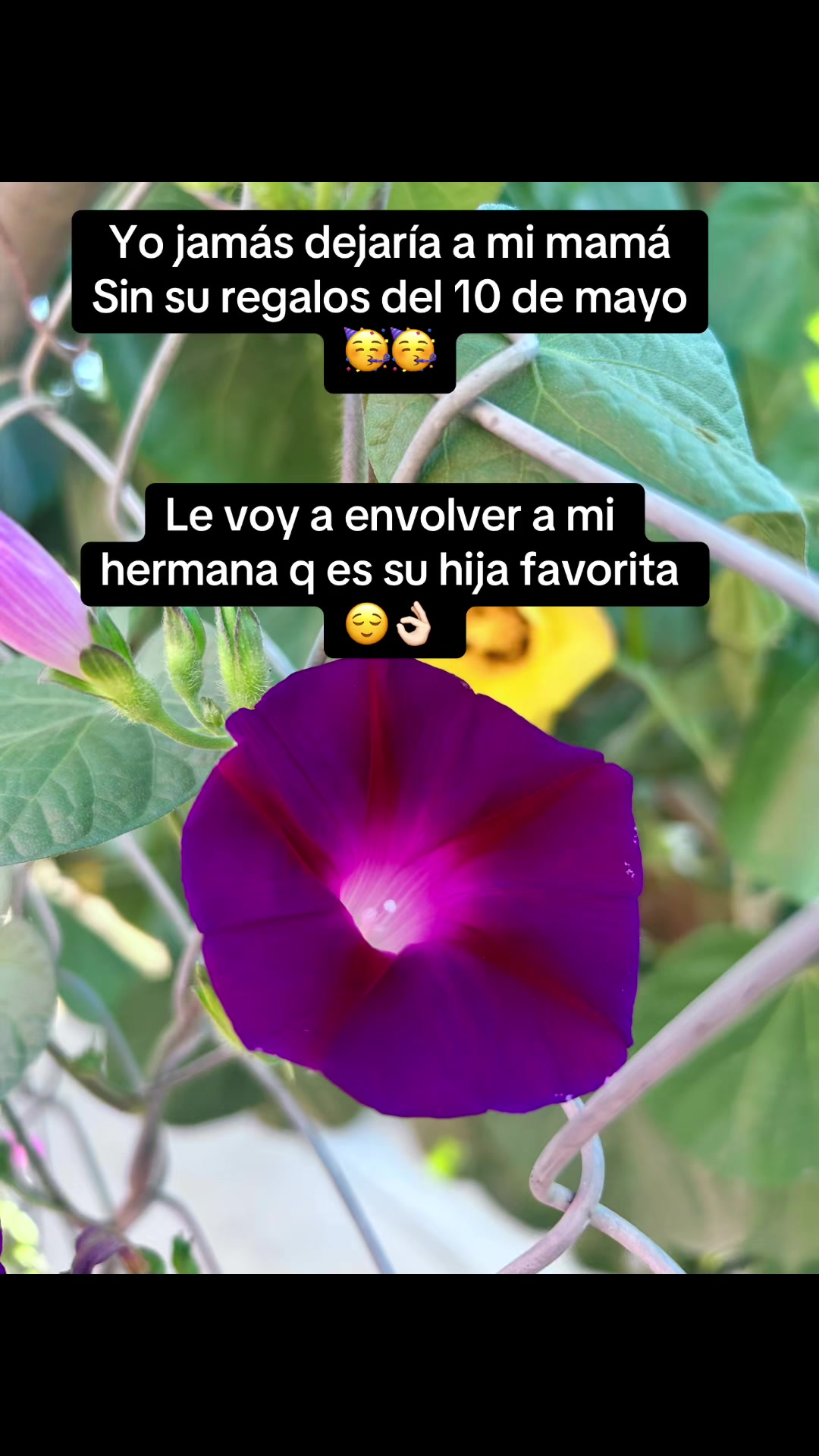 @💕✨BERENICE ✨🩷