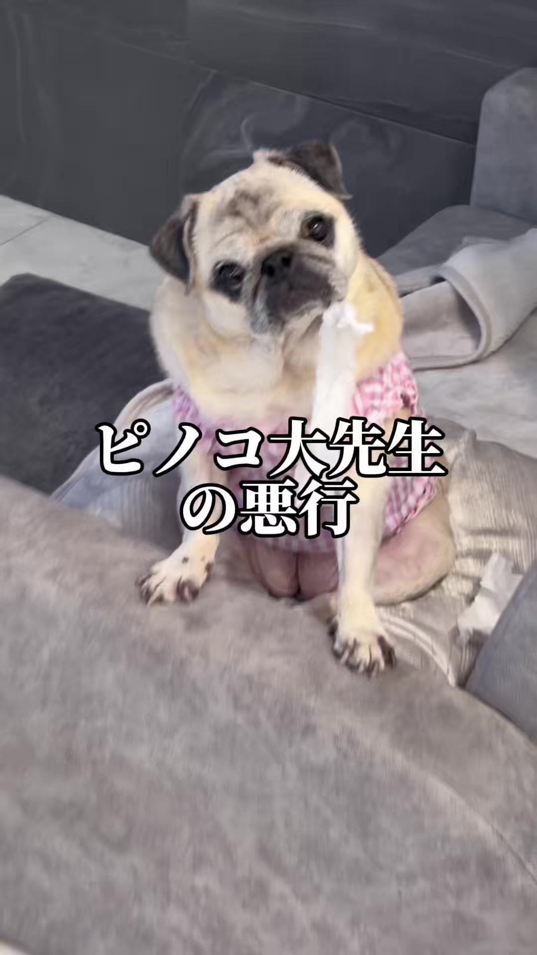 @ペコピノ🐶さっちゃん