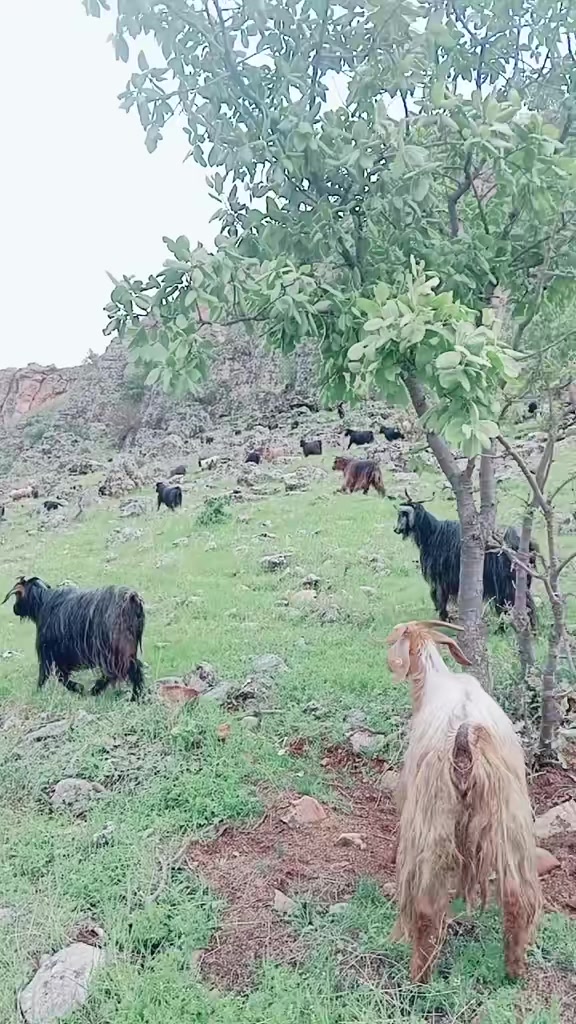 @hebun zınar