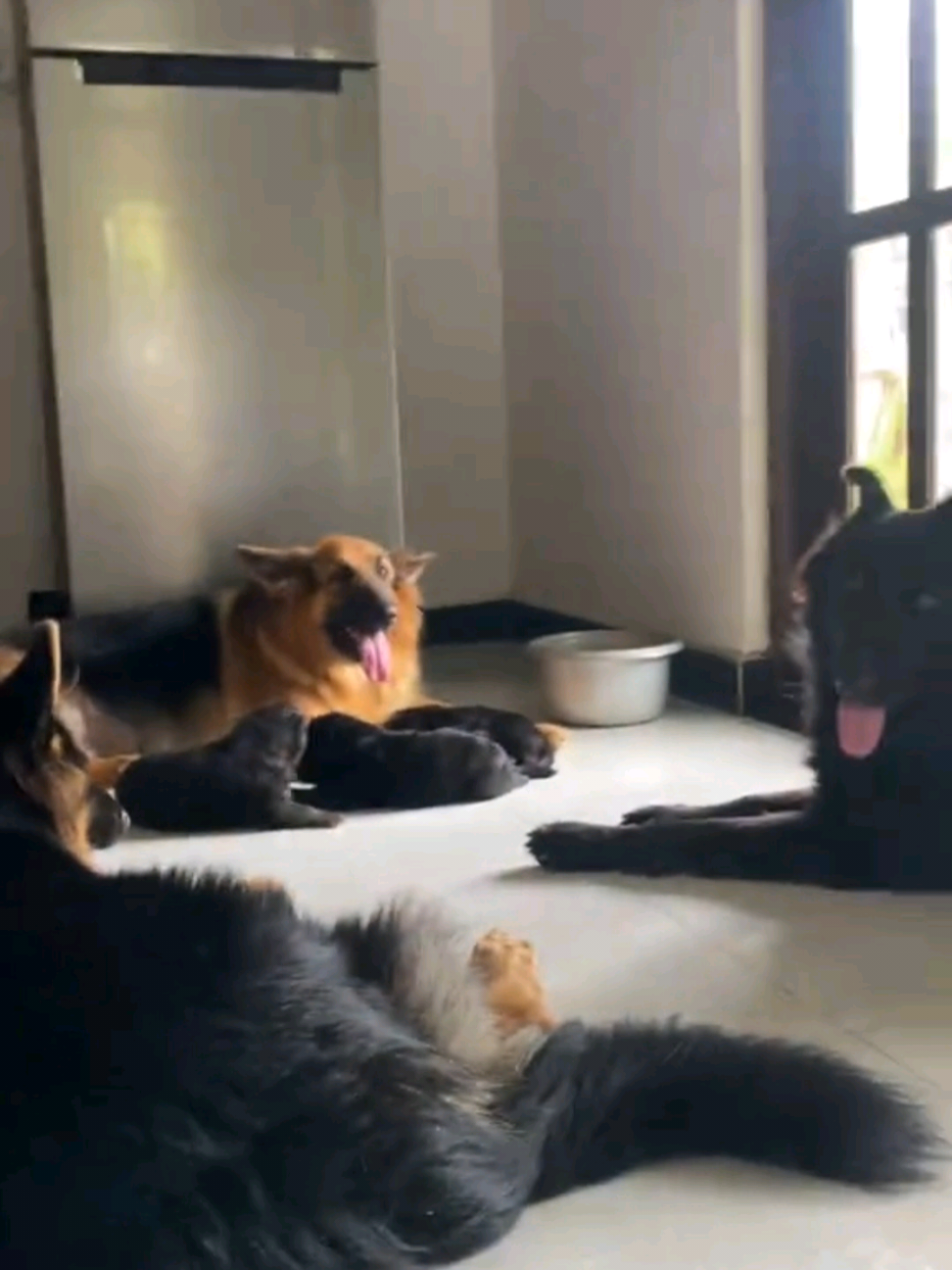 @Rover & Murphy & Bruno ❤️