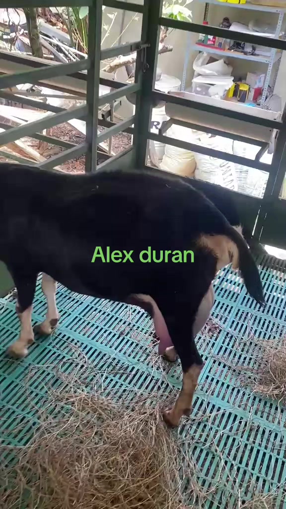 @alexduran7558