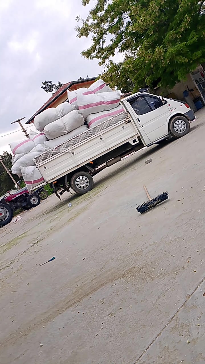 @sarı Kral