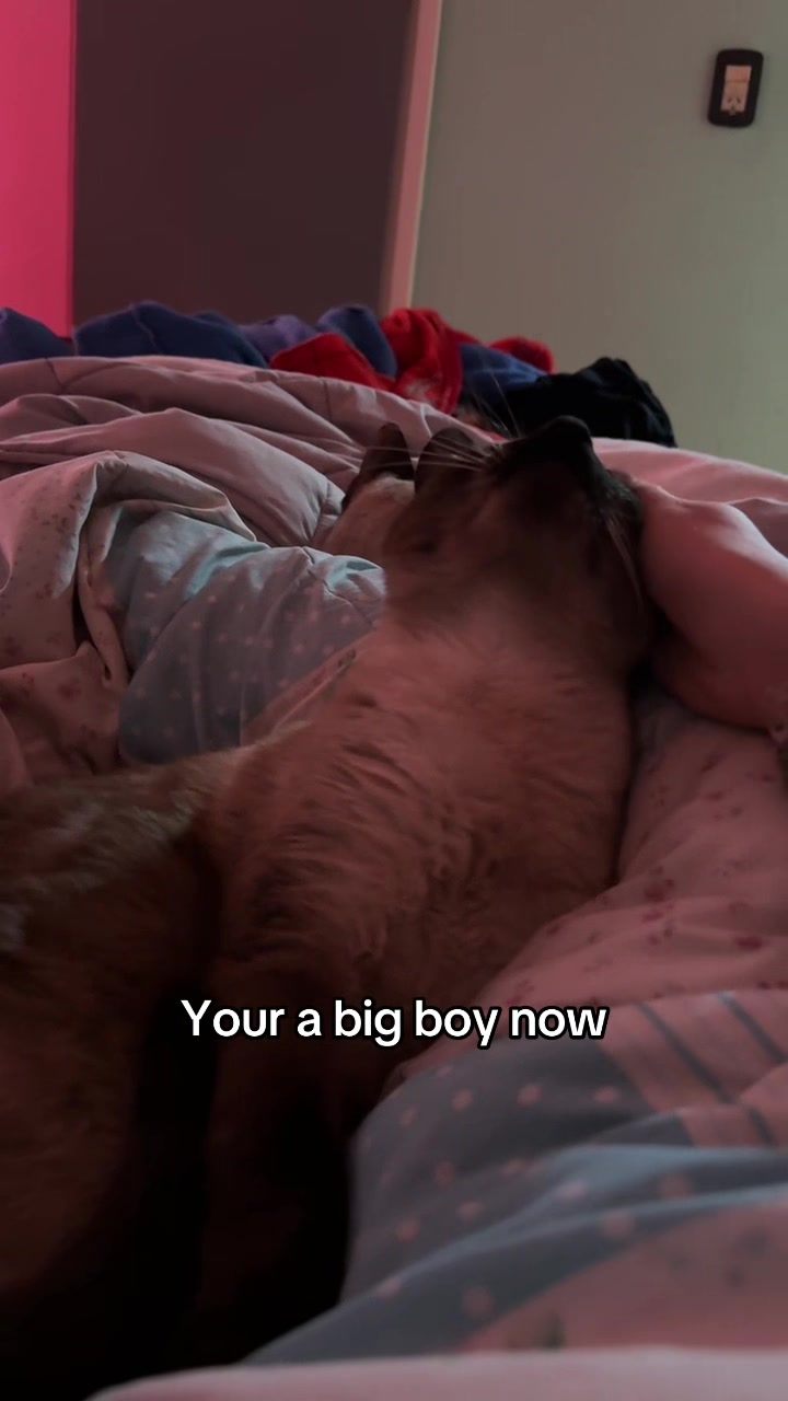 @Tori 🐈⬛