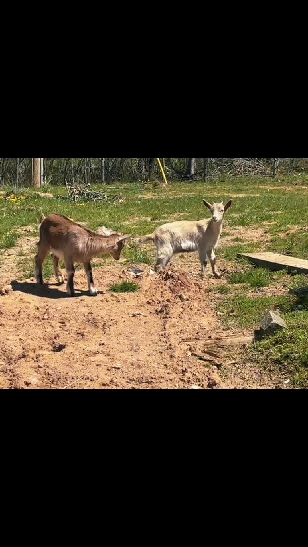 @Angus Family Acres