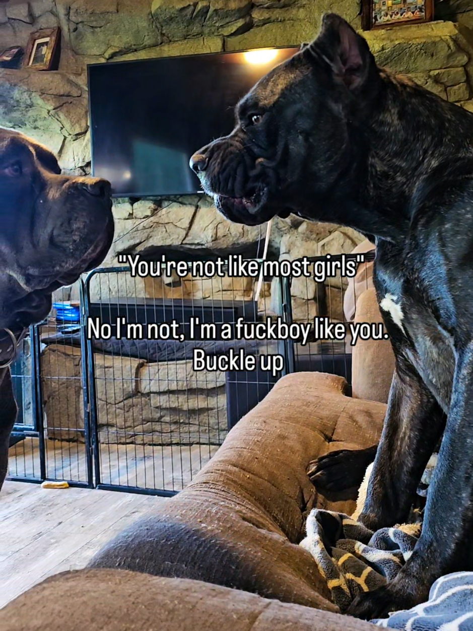 @SalmonCreekCaneCorso