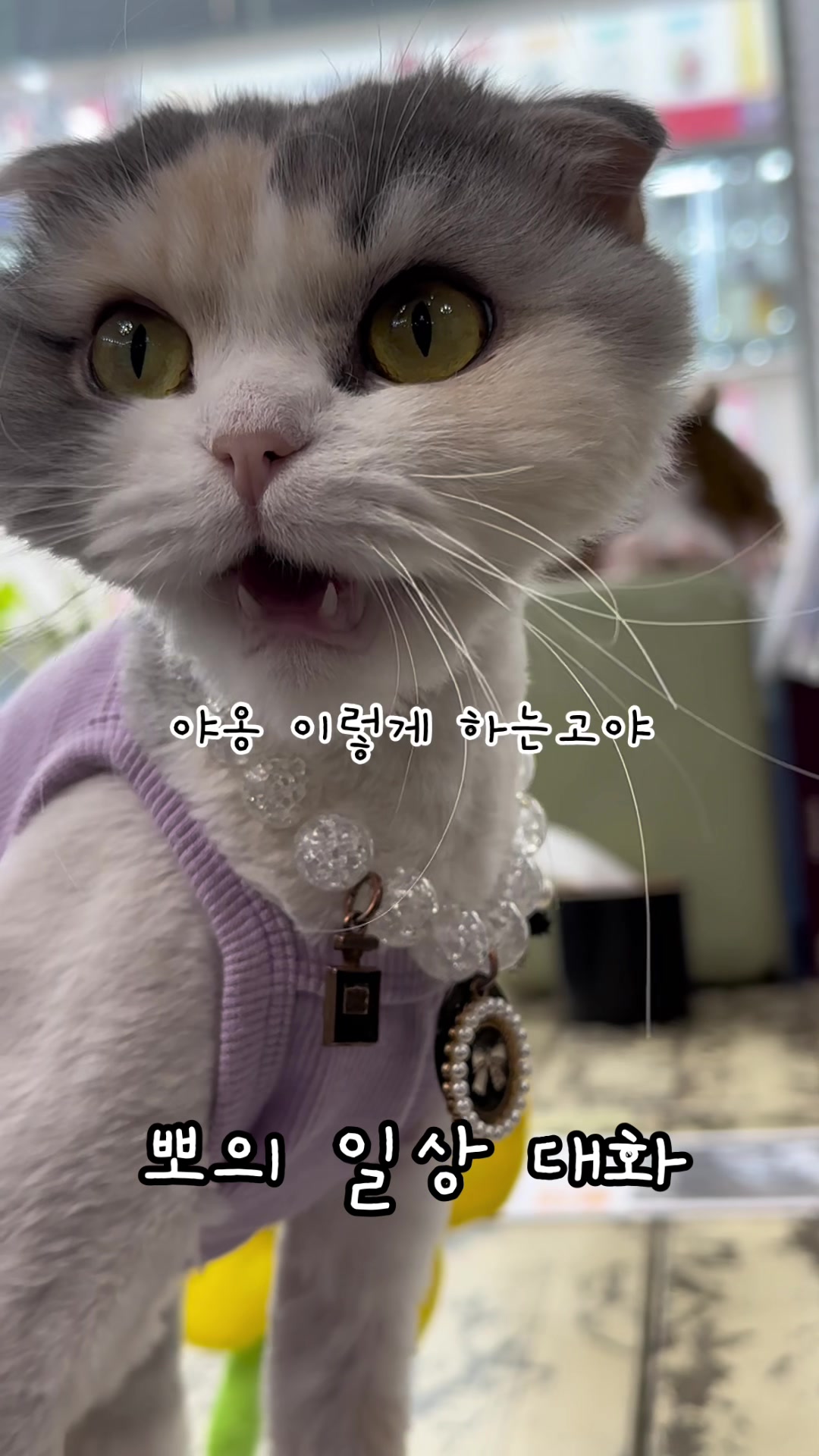 @미용실 고양이 뽀