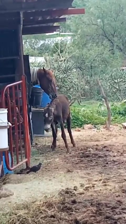 @Viejito Cordova✝️🍀❤️🐎🦅