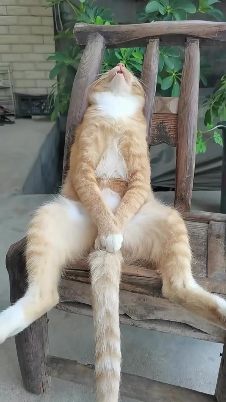@Random Cat Stuff