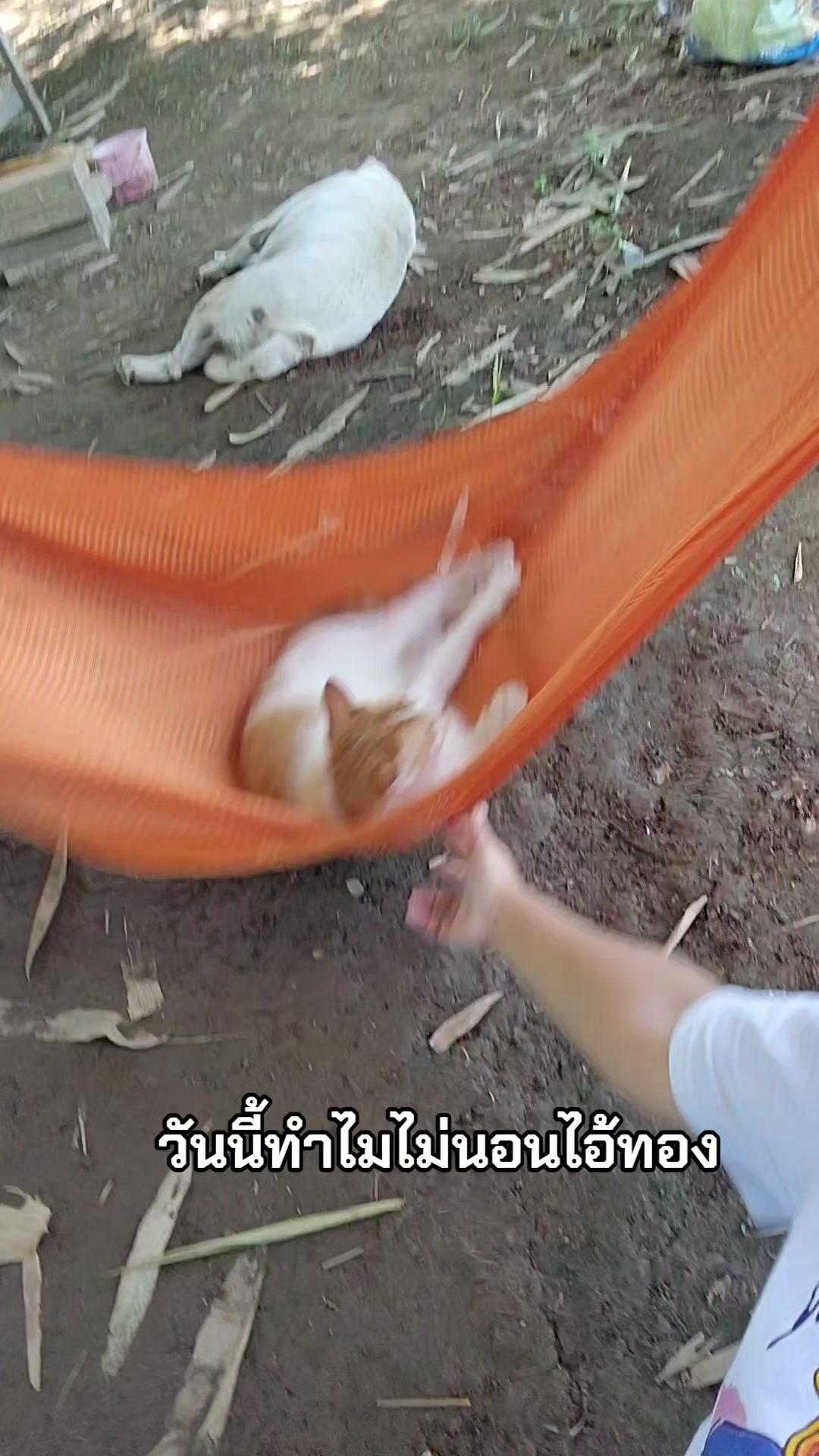 @แป๊ปซี่แมวของฉัน(ช่องใหม่),2