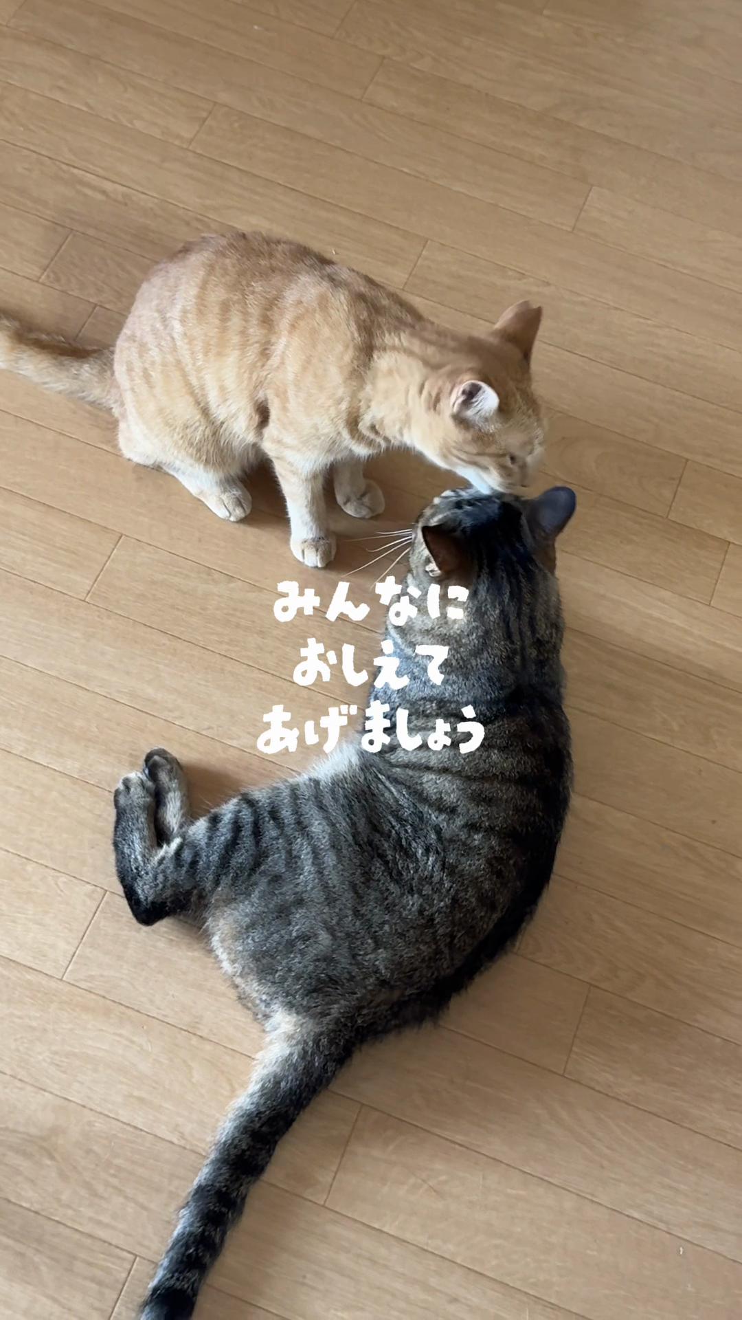 @さっことおちょ