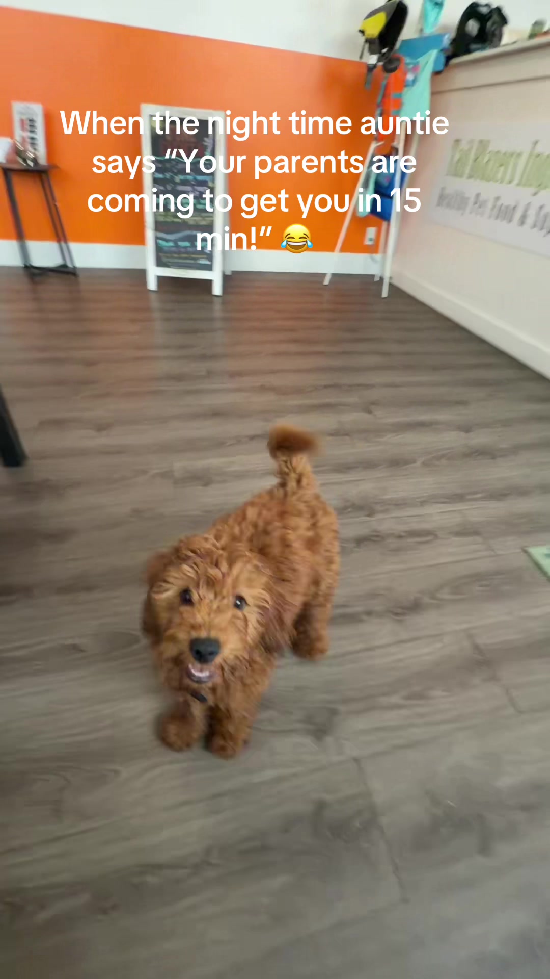 @Squish & Charlie's Dog Daycare
