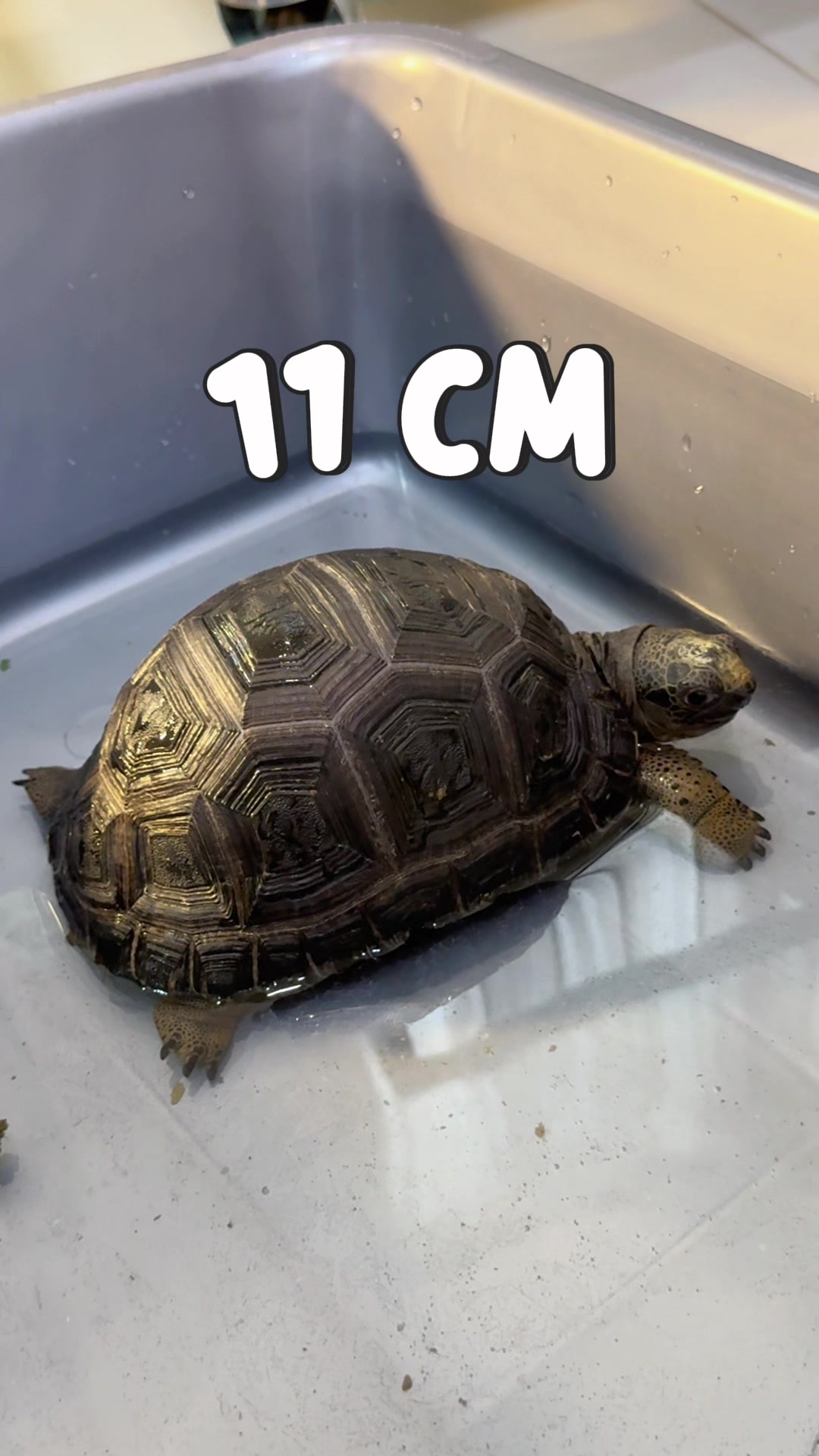 @Tortoisesworld