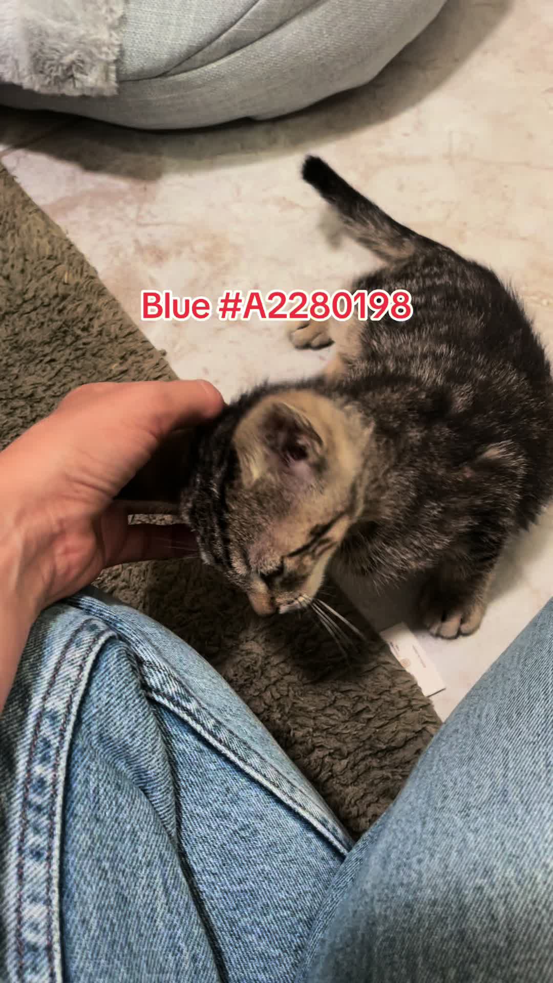 @Bunniesofeastvalley