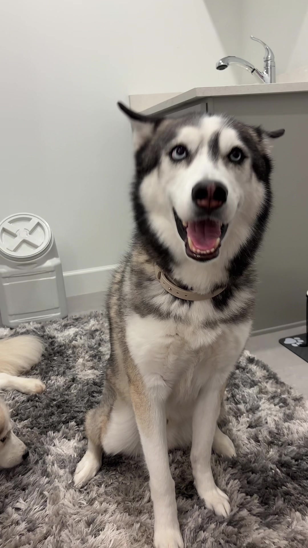 @lifewith2huskies