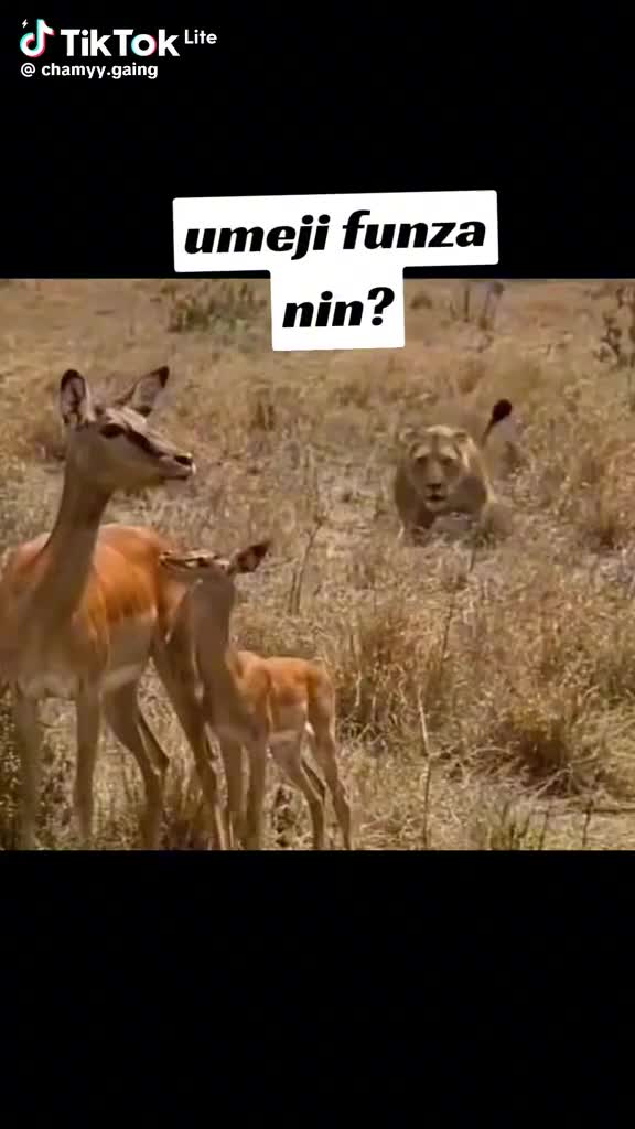 @Shakira Zahir Zorro