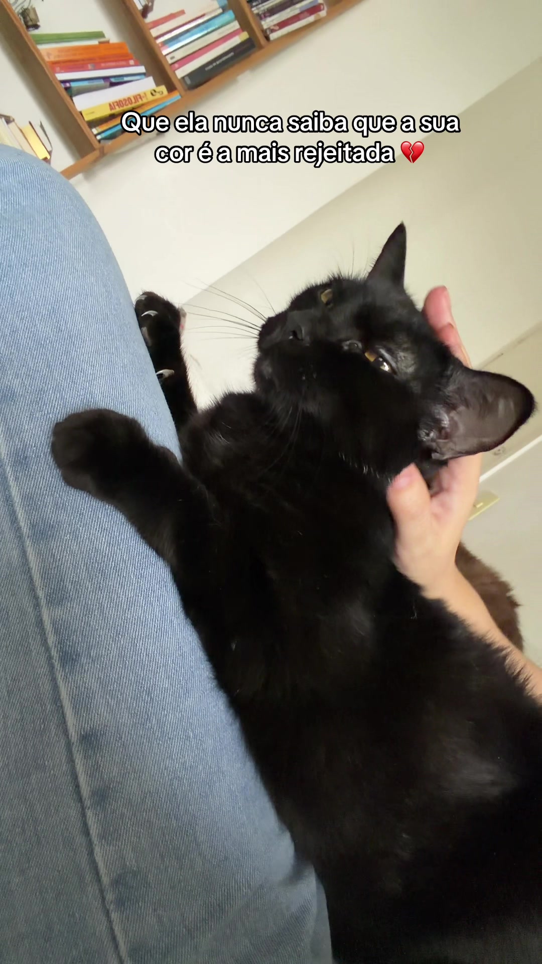 @Lorenzo the cat