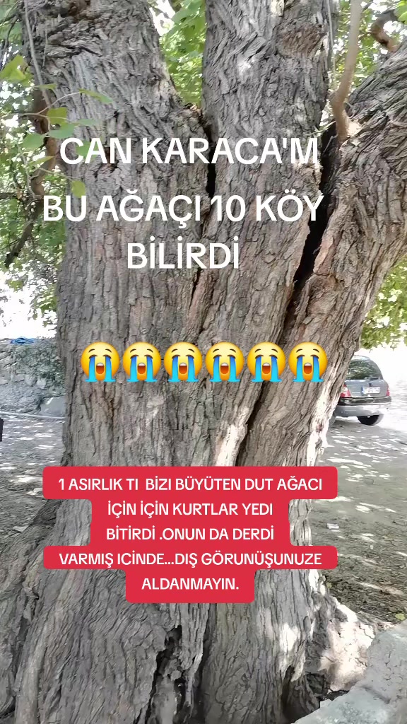 @can_gul0102