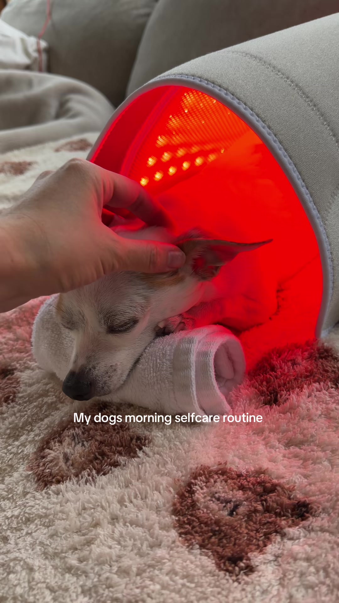 @Bao the Chihuahua