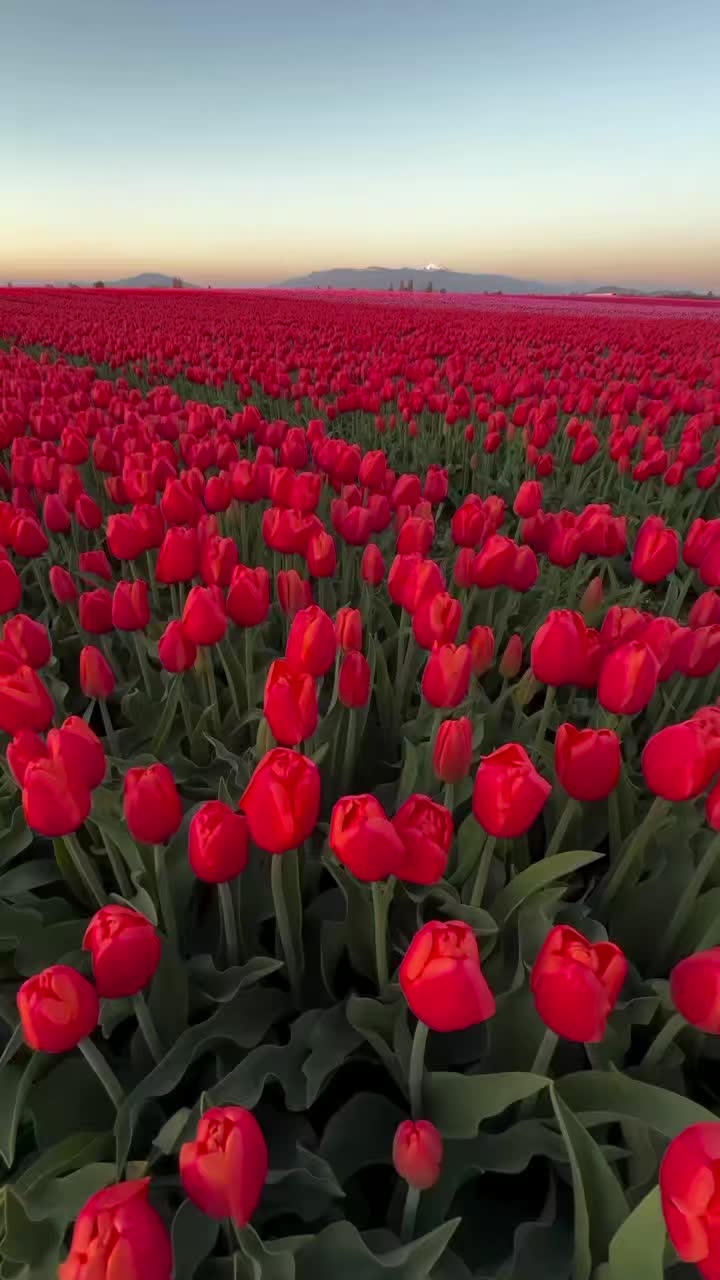 @💚Green Heart🇦🇿Yaşıl Ürək💚