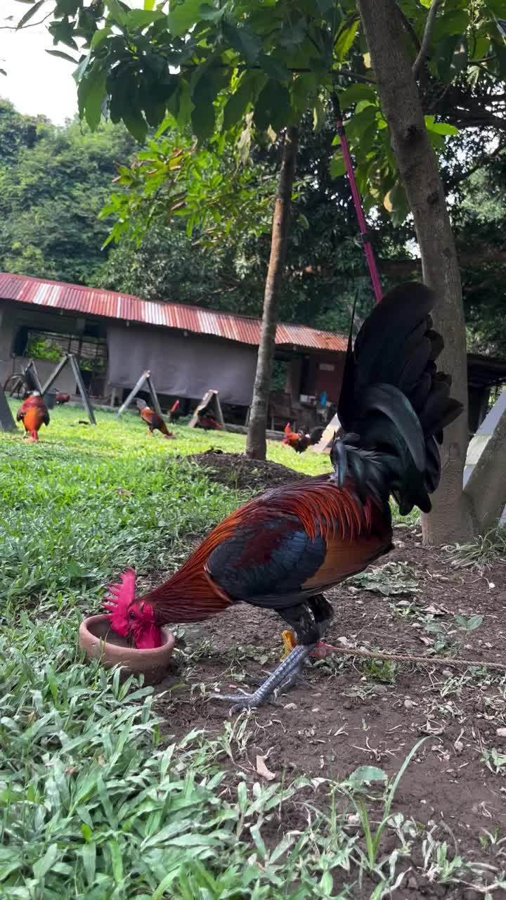 @LA GAME FARM