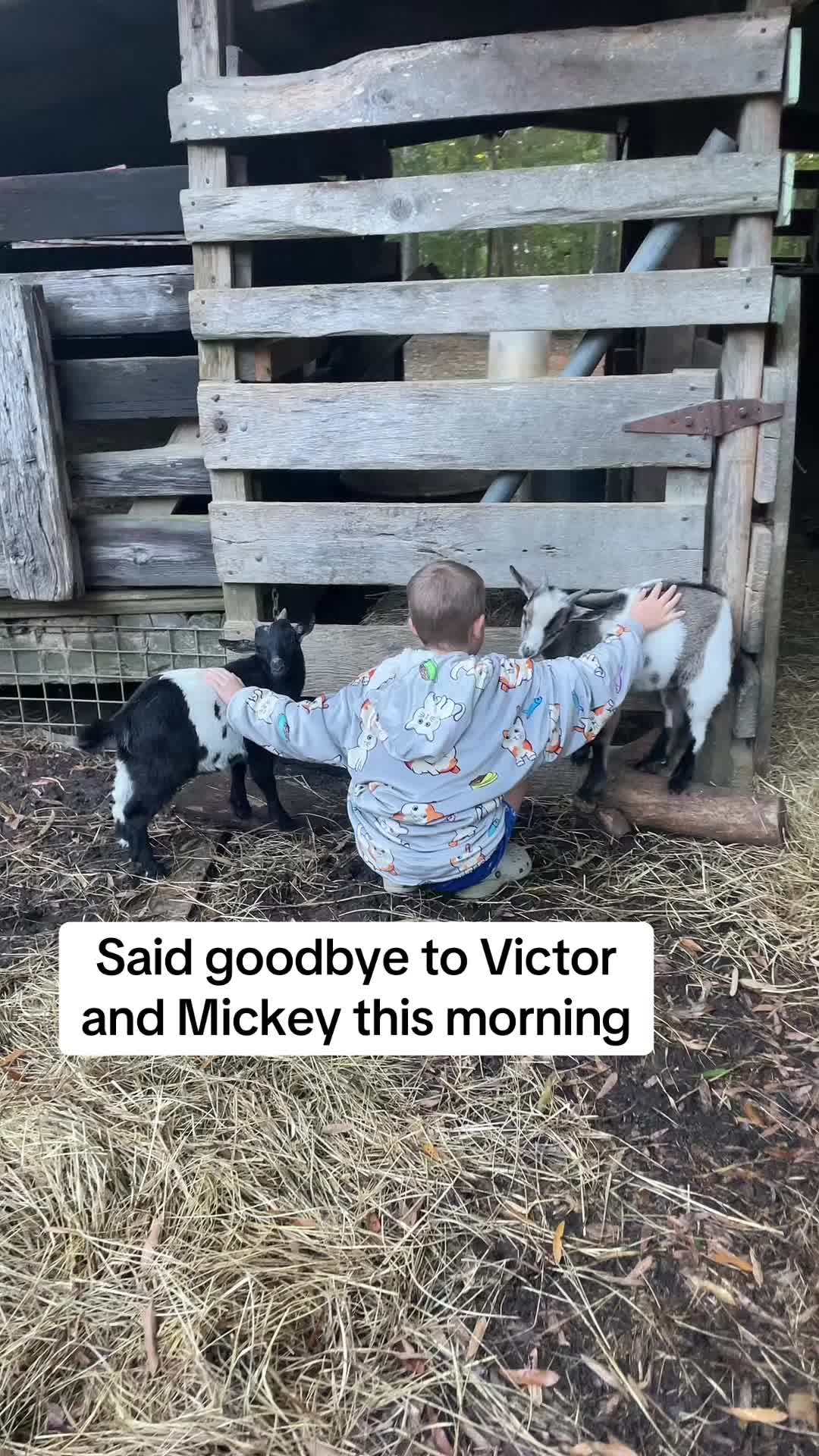 @Gray Acres Homestead