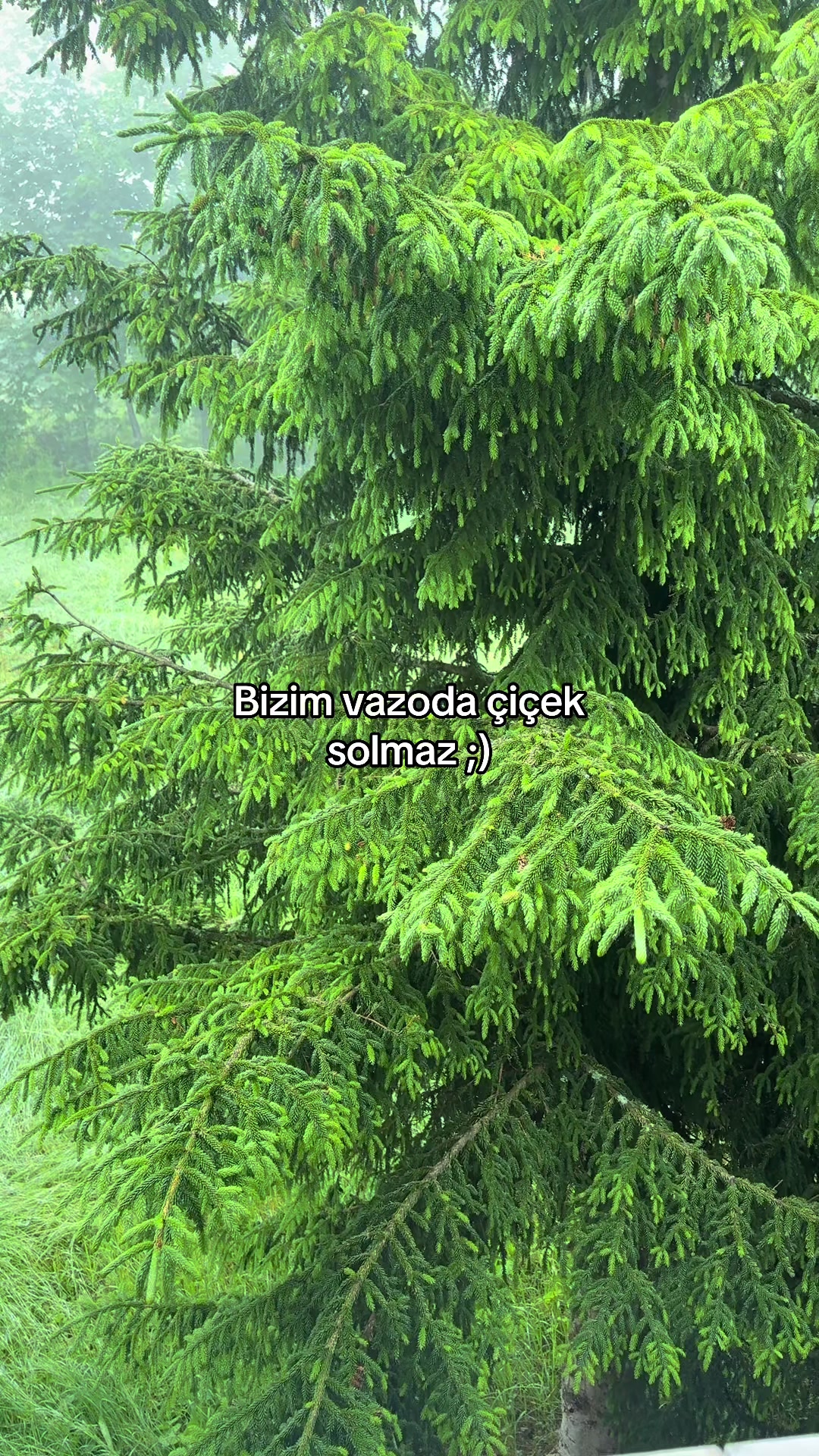 @Mert