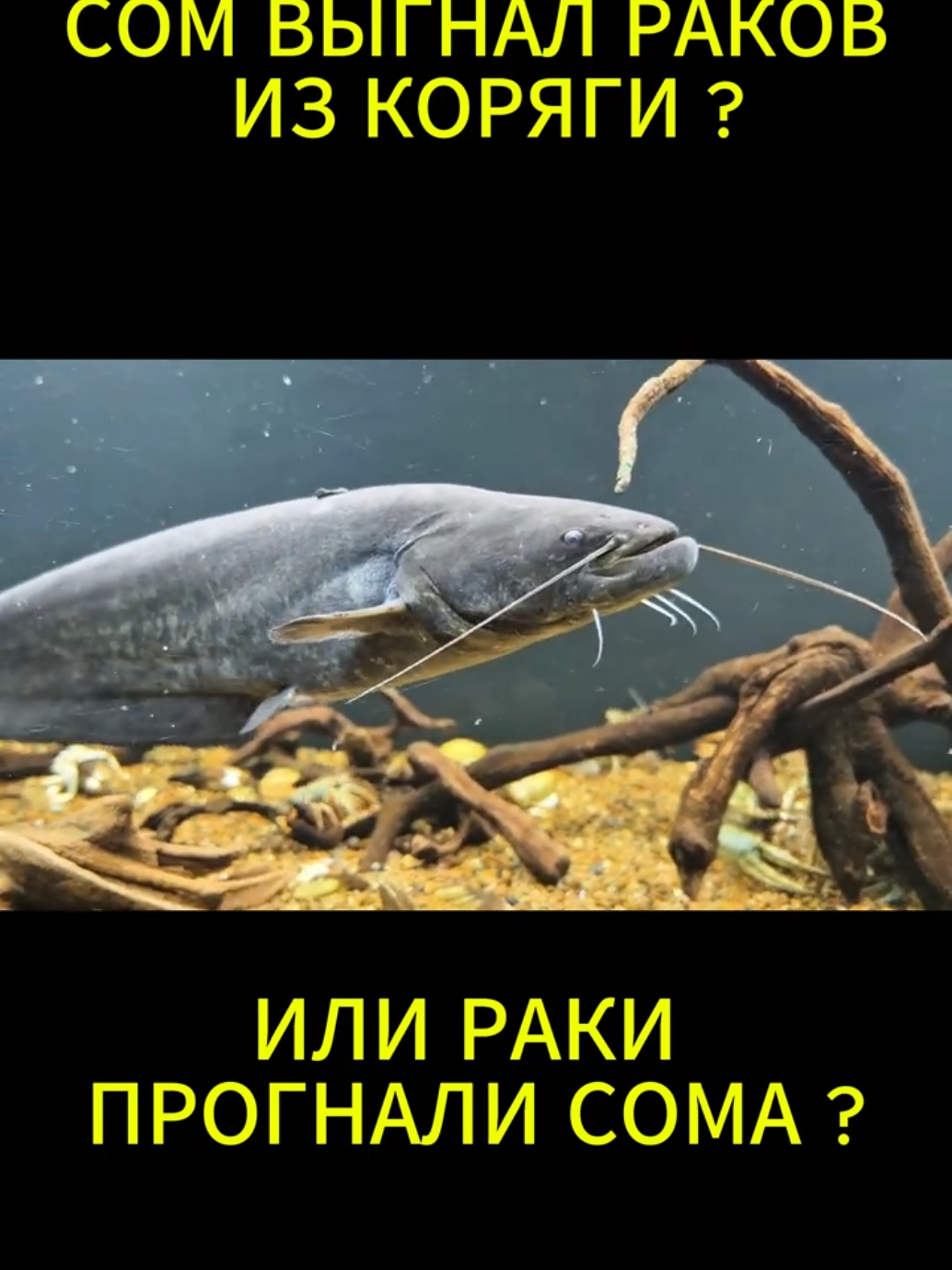 @Судак в Аквариуме