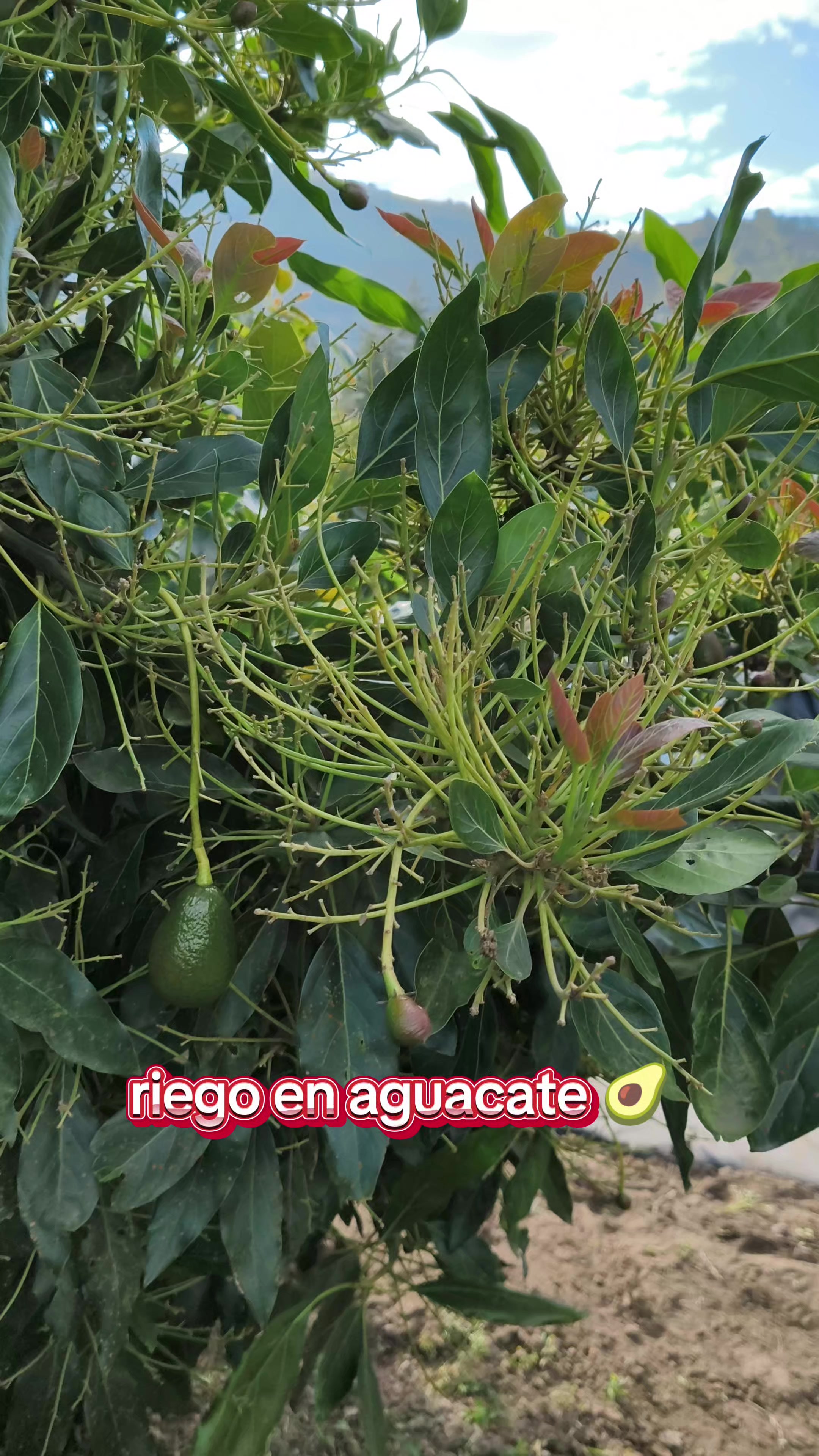 @tour del aguacate
