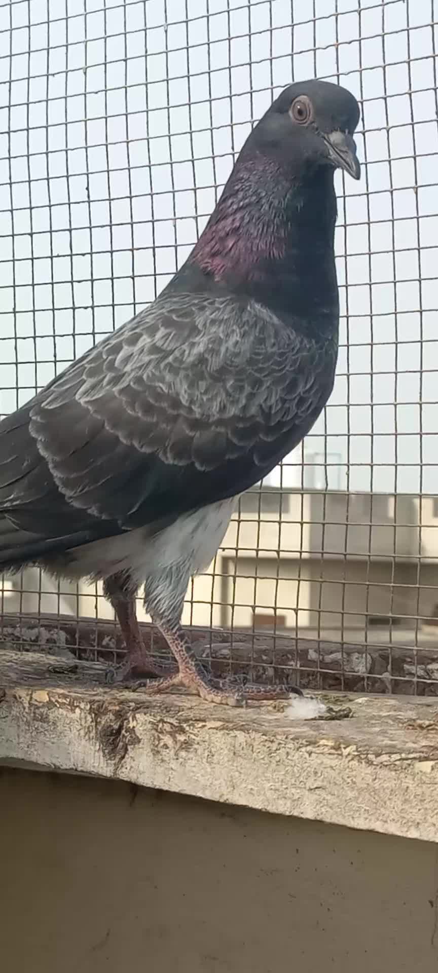 @Ranakasuripigeon