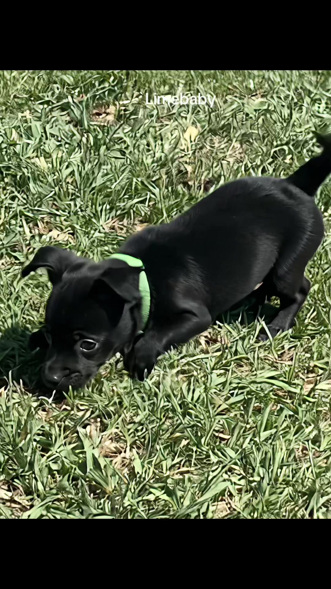 @lovinglifewithpuppies🐾🇨🇦🐾