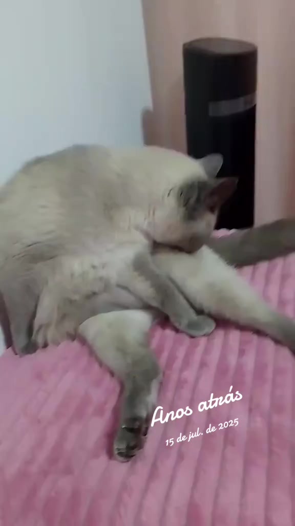 @cissarossato🍒😻