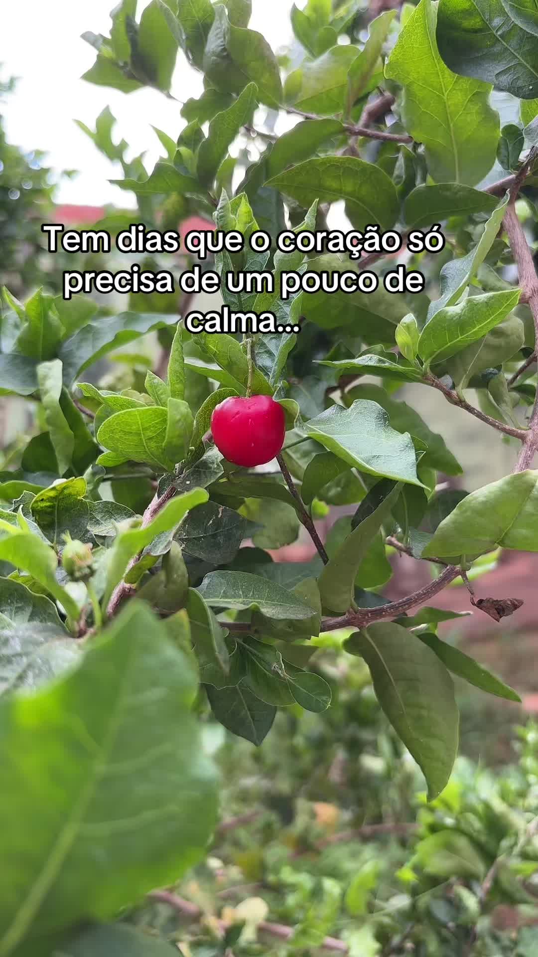 @Rose