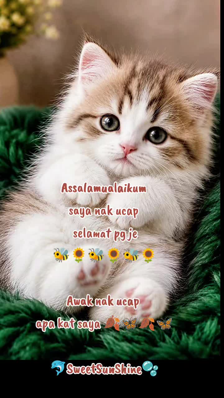 @🐚🫧SweeTSunSHINE🫧🐚