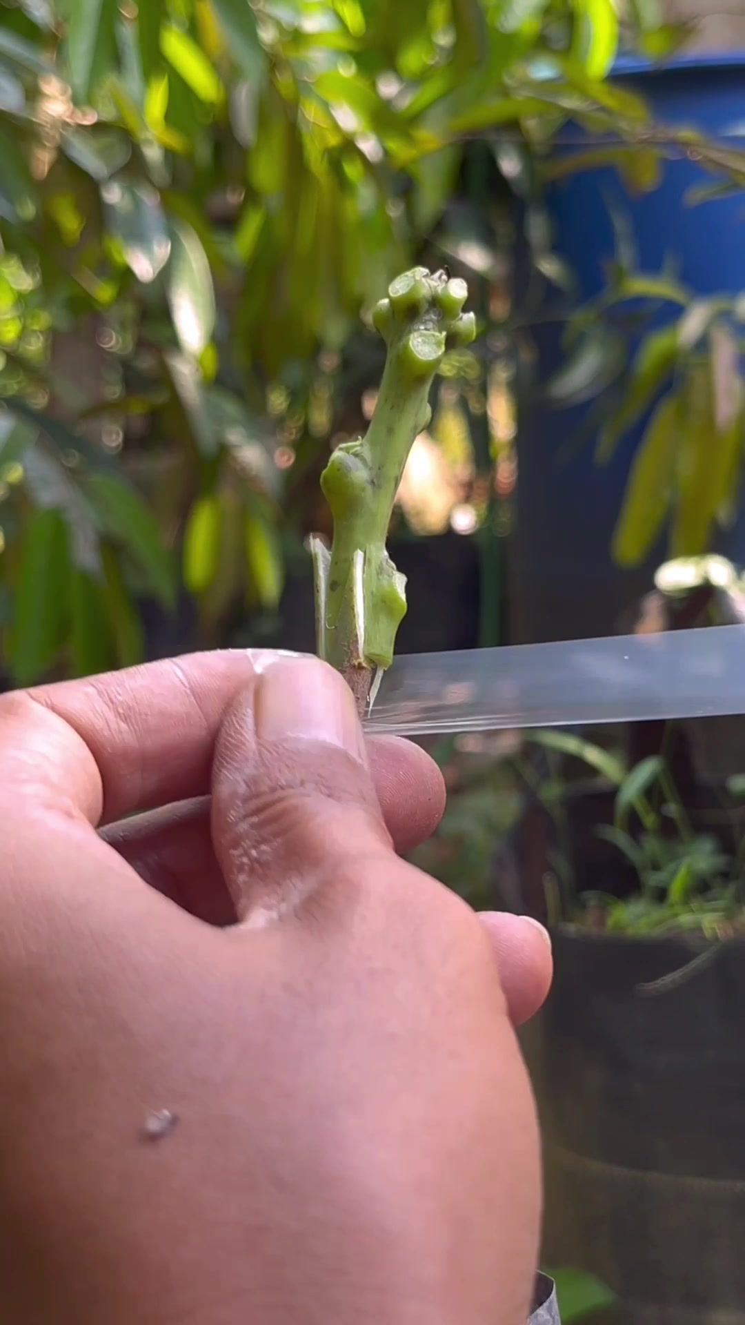 @GardeningFruits