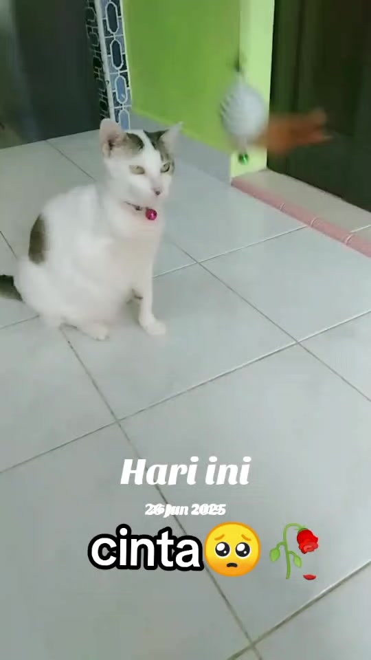 @mama meong♥️🐈🇮🇩🇲🇾_acro