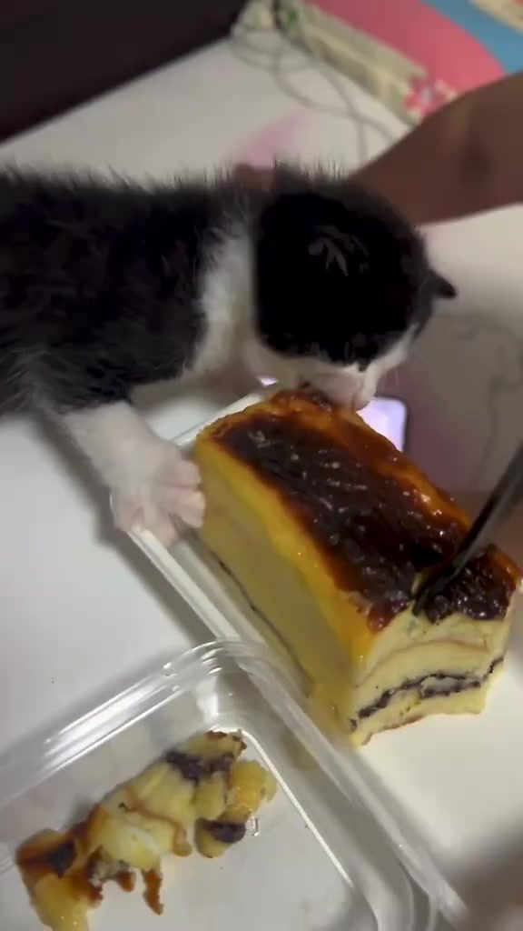 @catbosssss