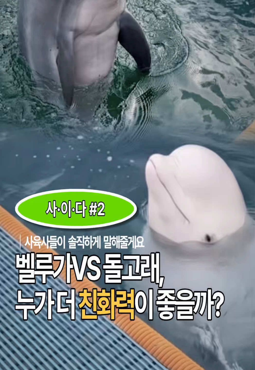 @DolphinTok
