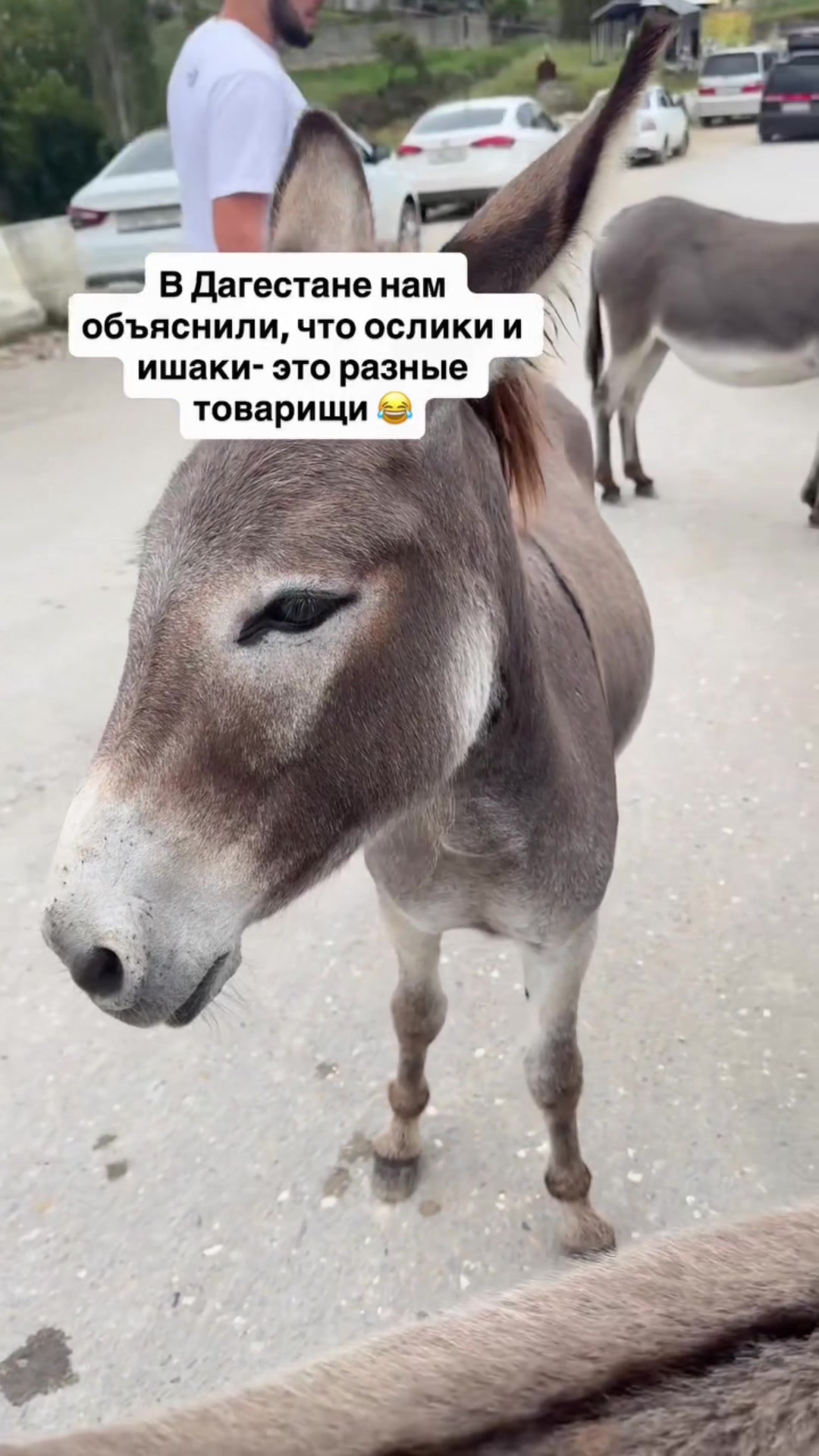 @Жужа и ее друзья