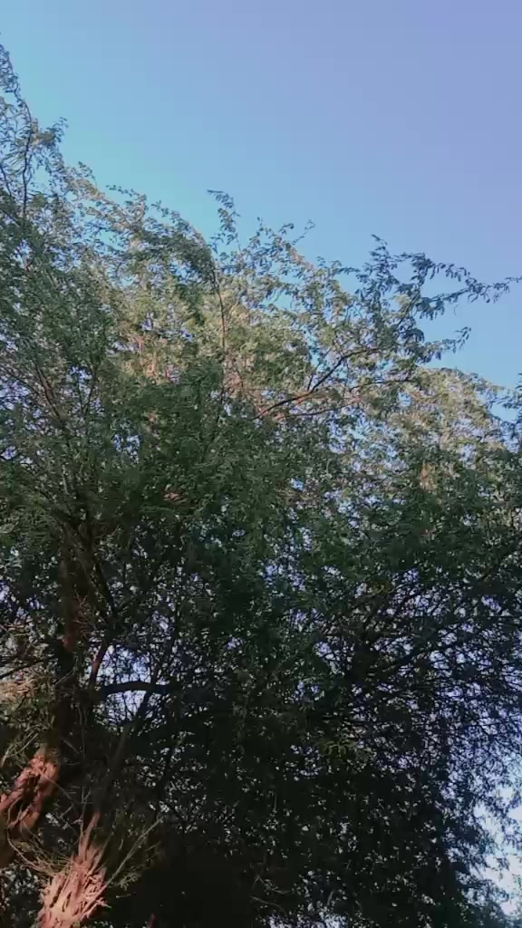 @پیر بخش رئیس
