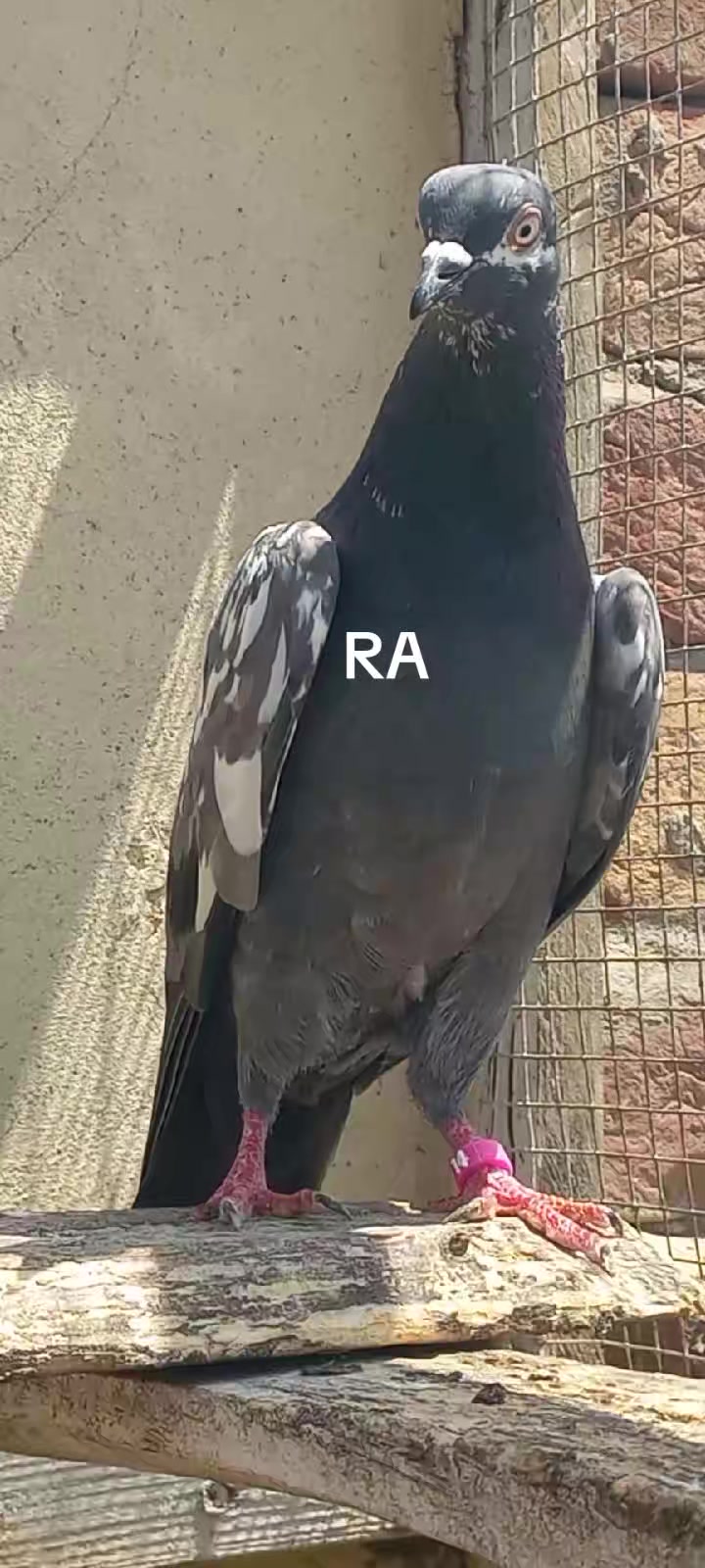 @Ranakasuripigeon